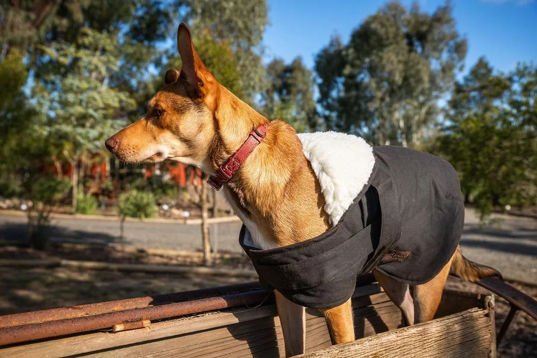 Burke & Wills Oilskin Dog Coat with Sherpa Lining